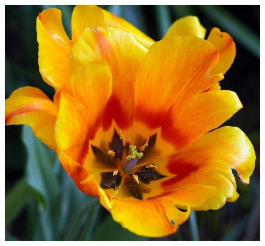 Tulip Flower Wallpaper Flower Flower Background