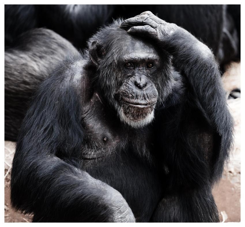 Ape Monkey Primate Animal