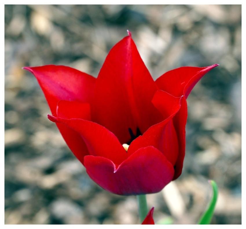 Tulip Nature Flower Blossom