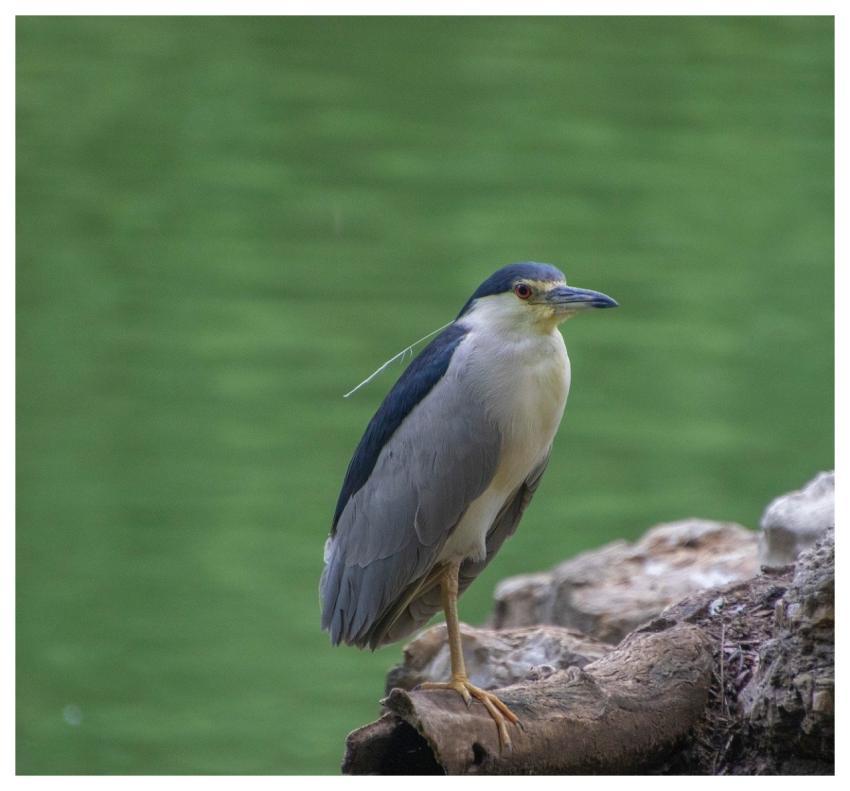 Night Heron Heron Bird Animal