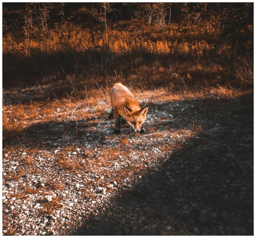 A wild red fox in an autumn setting in Norway, sho