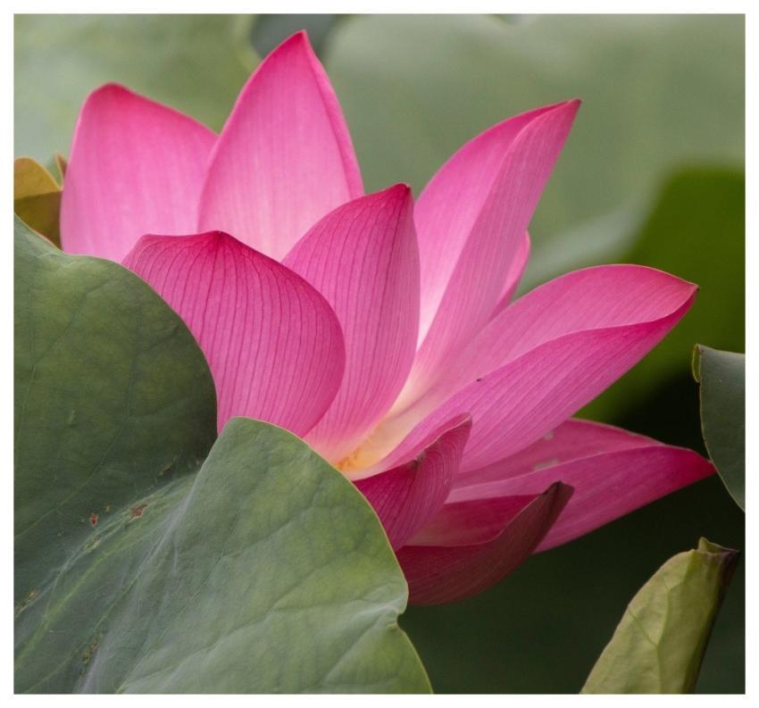 Lotus Flower Pond Plant