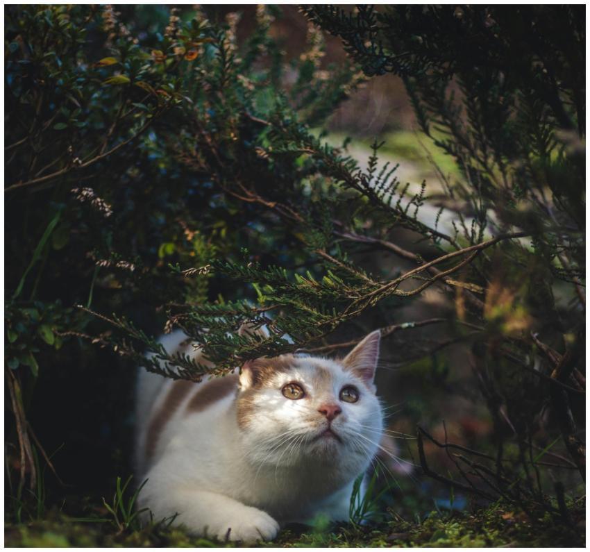 Adorable white cat with tabby markings exploring u