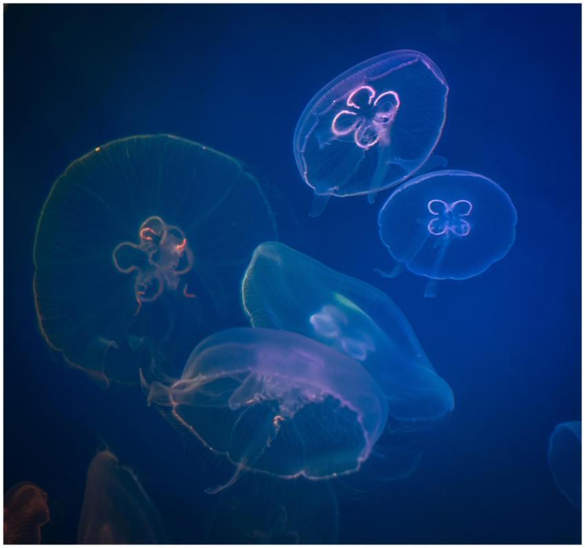 Mesmerizing image of translucent jellyfish gracefu