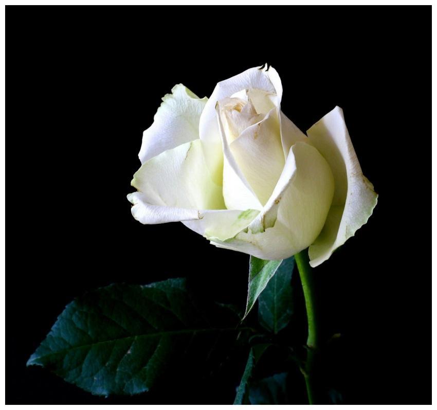 A stunning white rose bloom captured in detail aga