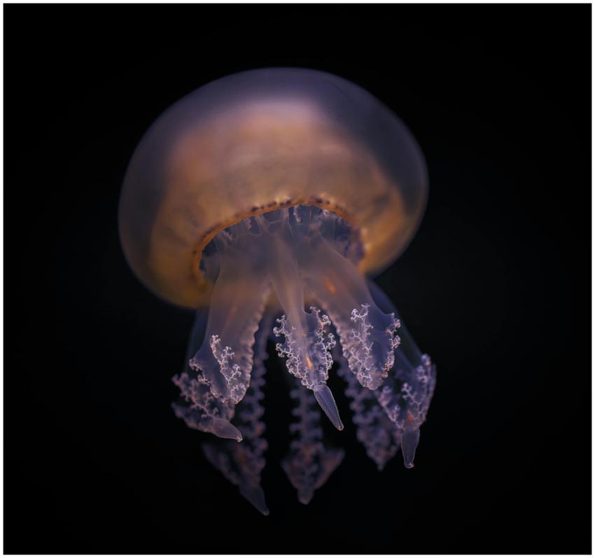 Close-up of a jellyfish with vibrant purple hues s