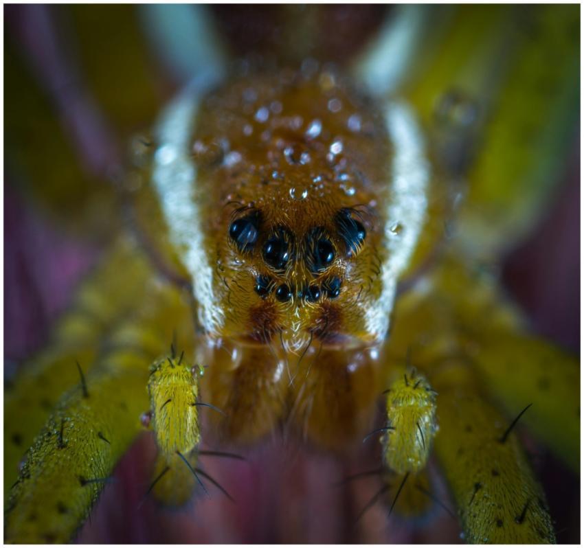 Detailed macro photograph of a spider showcasing i