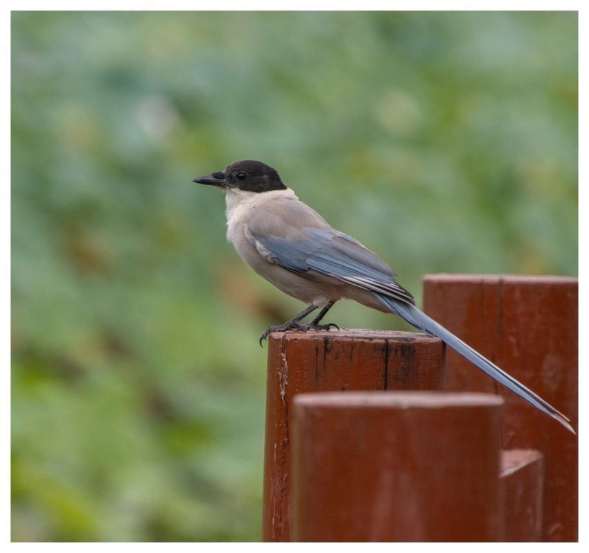 Magpie Bird Wildlife Animal
