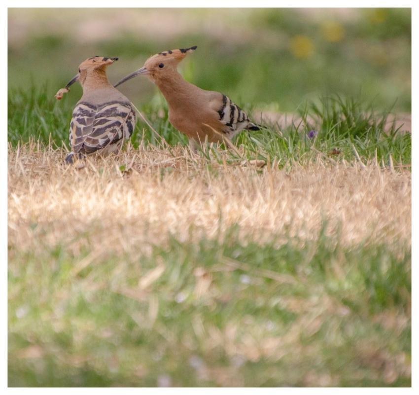 Hoopoe Animals Birds Wildlife
