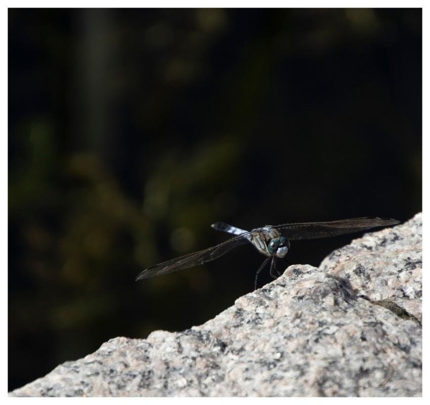 Dragonfly Insect Wings Nature