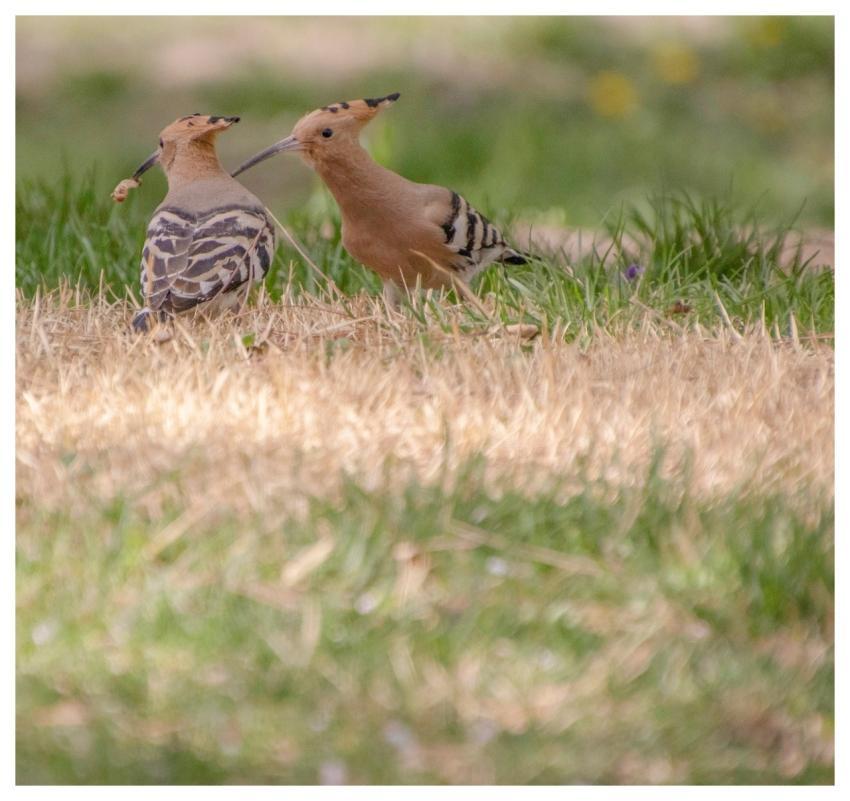 Hoopoe Animals Birds Wildlife