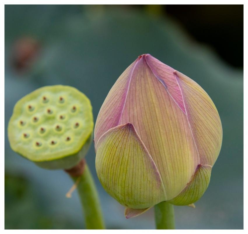 Lotus Bud Seed Flower