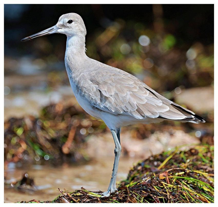 Short-Billed Dowitcher Bird Avian Feathers
