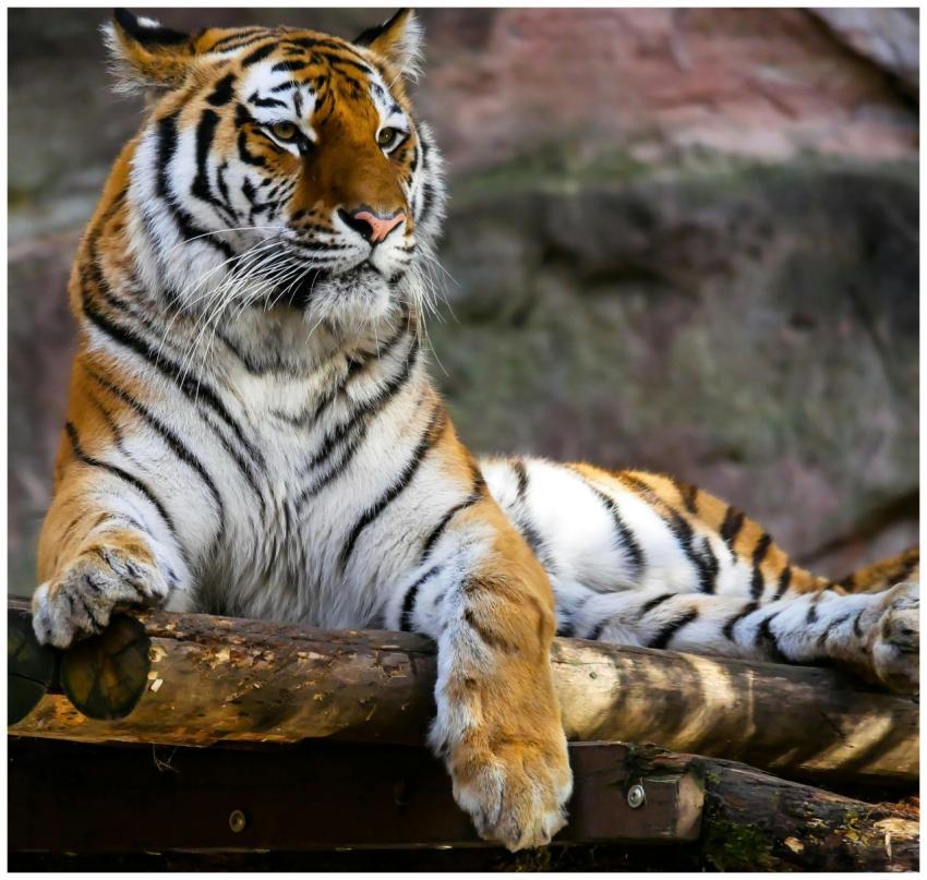 Close-up of a majestic tiger lying on a wooden pla