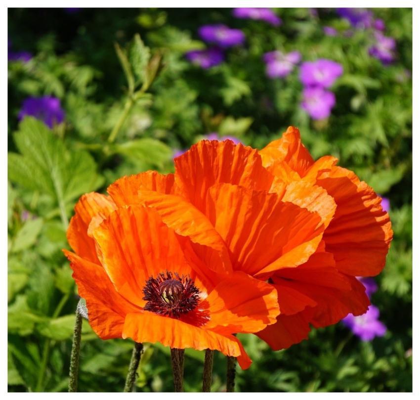 Poppy Nature Blossom Bloom