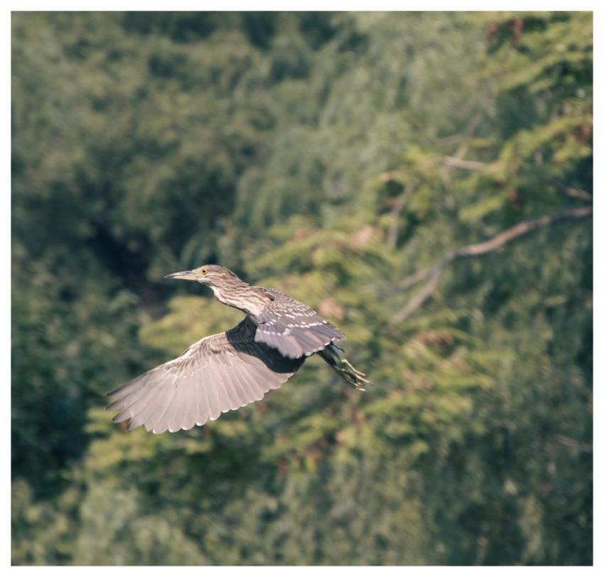 Night Heron Heron Bird Animal