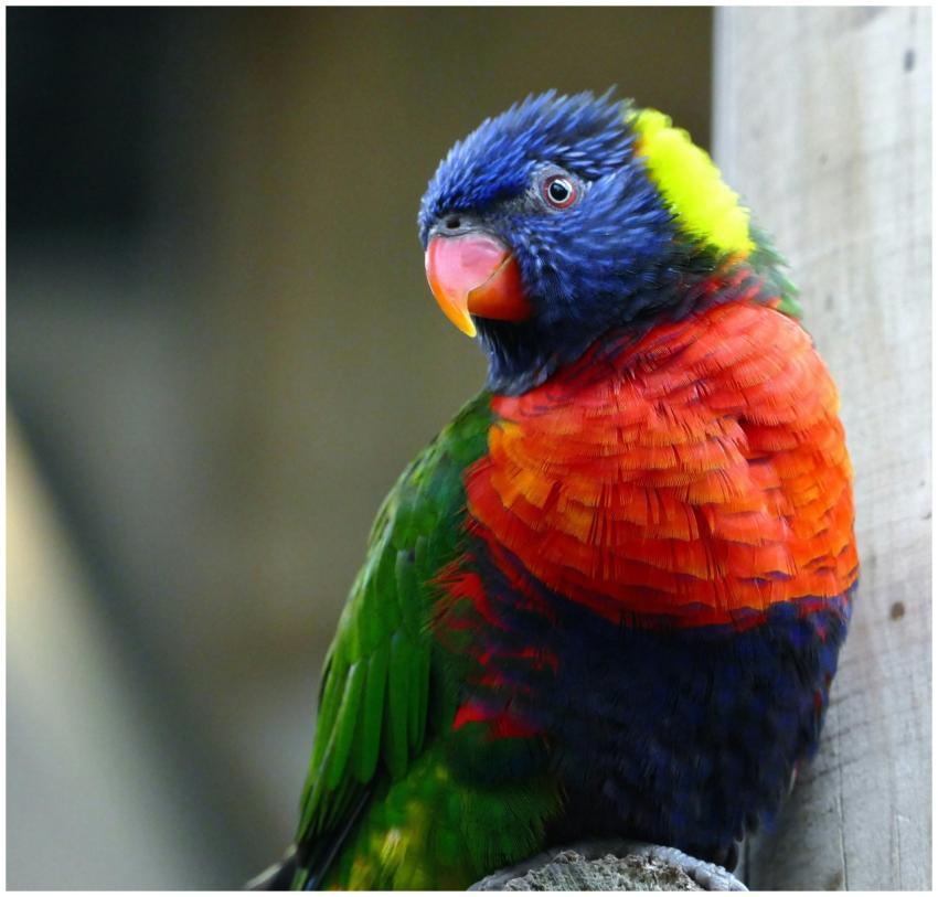 Colorful Rainbow Lorikeet perched outdoors, showca