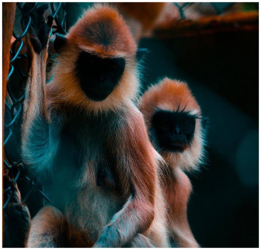 Two monkeys sitting by a wire fence in an animal p