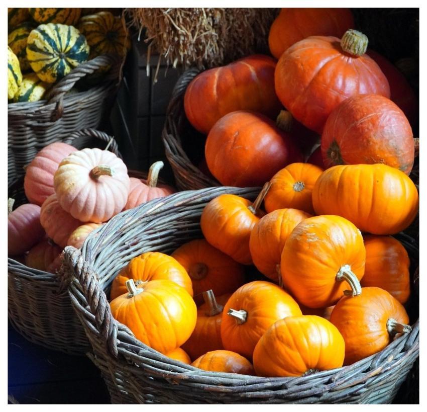 Pumpkin Fall Harvest Vegetables