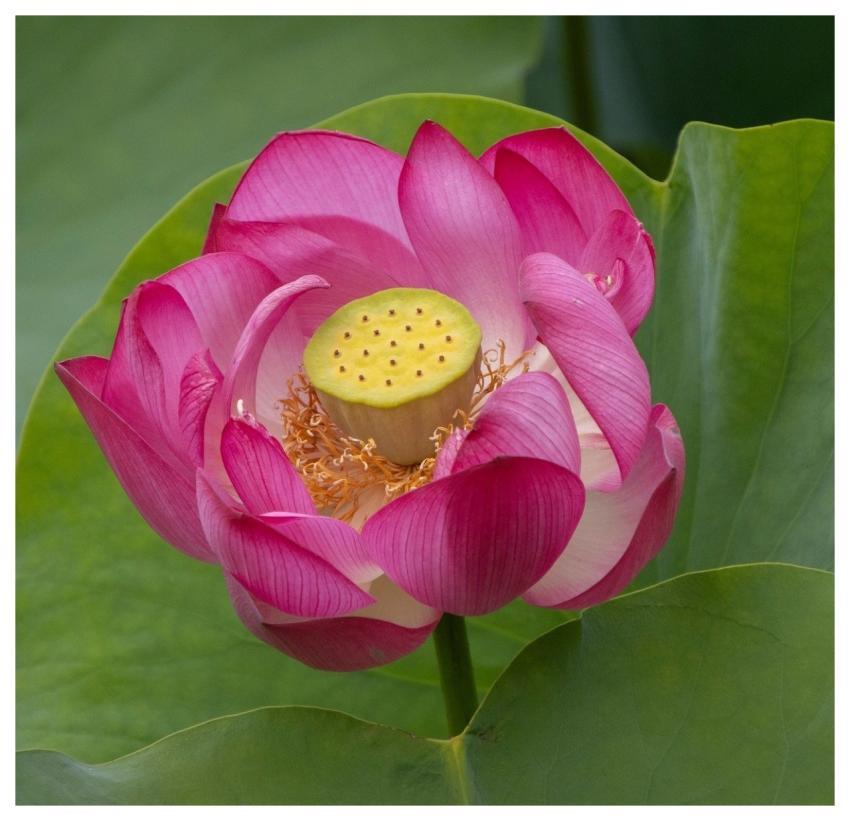 Lotus Flower Petals Pink