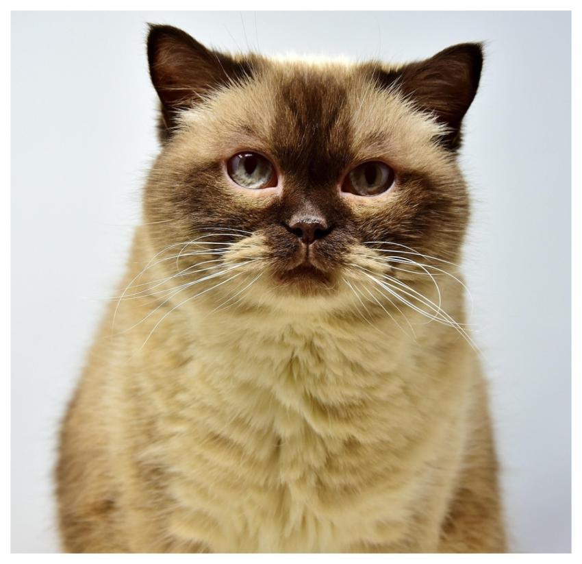 British Shorthair Cat Pet Feline