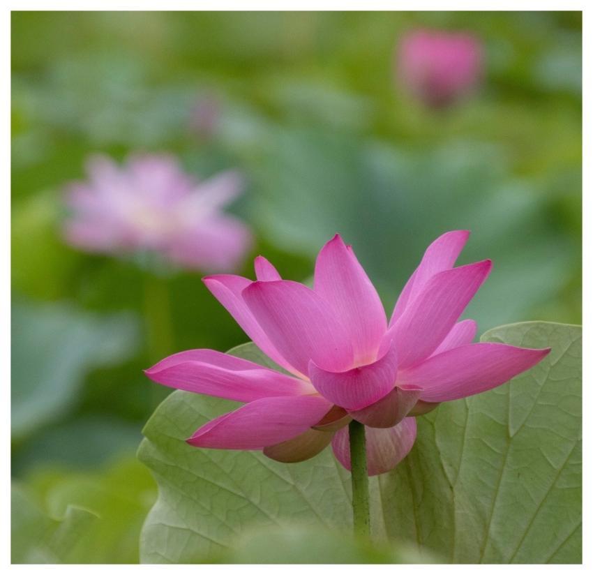 Lotus Flower Pond Plant