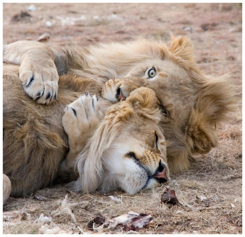 Two lions playfully wrestling on dry grass in Bo-K