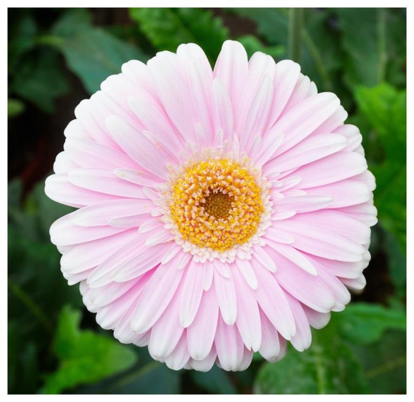 Flower Nature Blossom Bloom