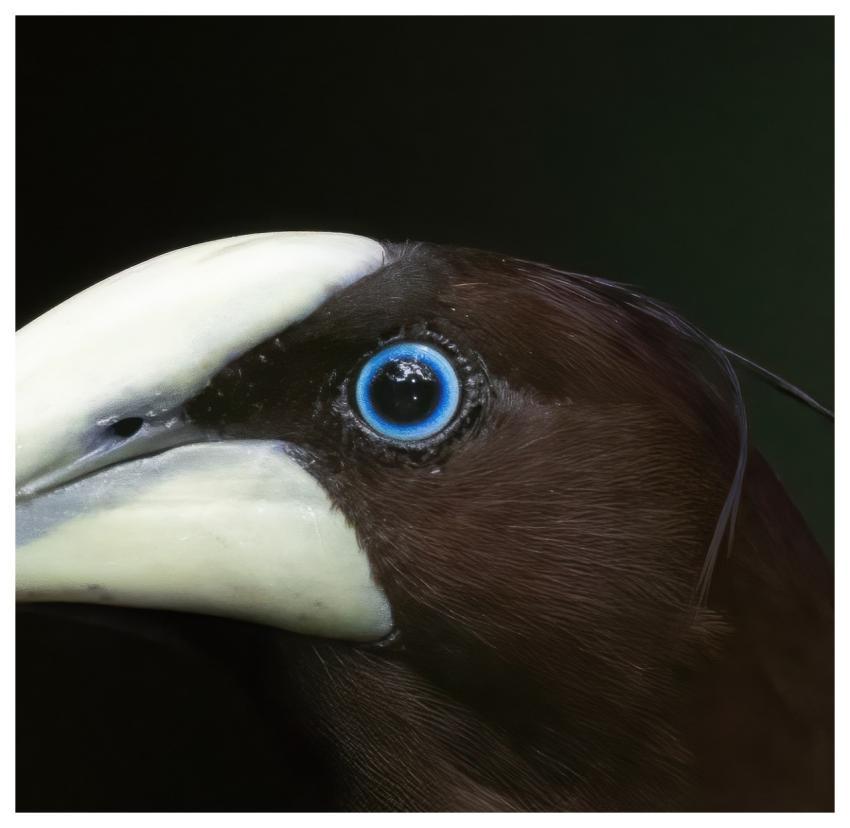 Bird Wildlife Head Detail