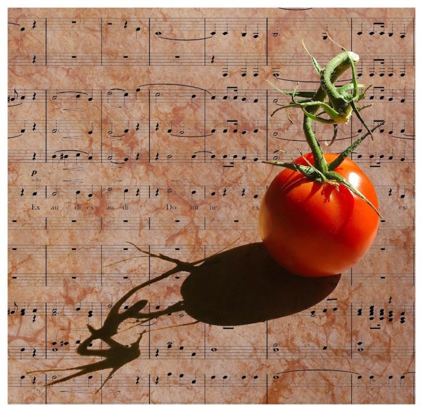 Tomato Fruit Eat Summer