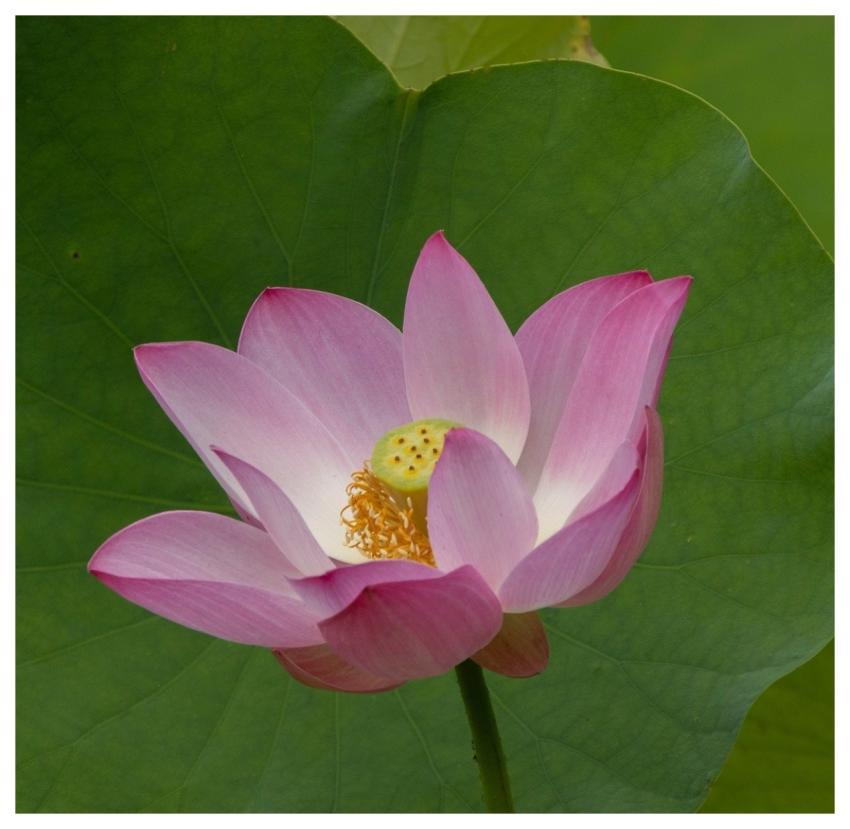 Lotus Blooming Petals Flower