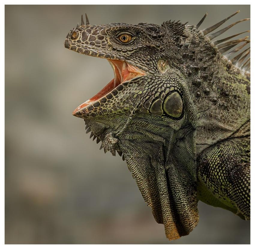 Iguana Green Iguana Reptile Lizard