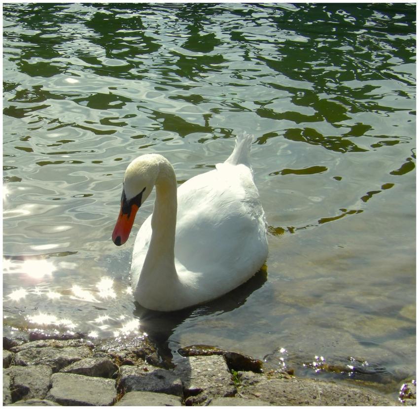Elegant Swan Swimming Sunlit