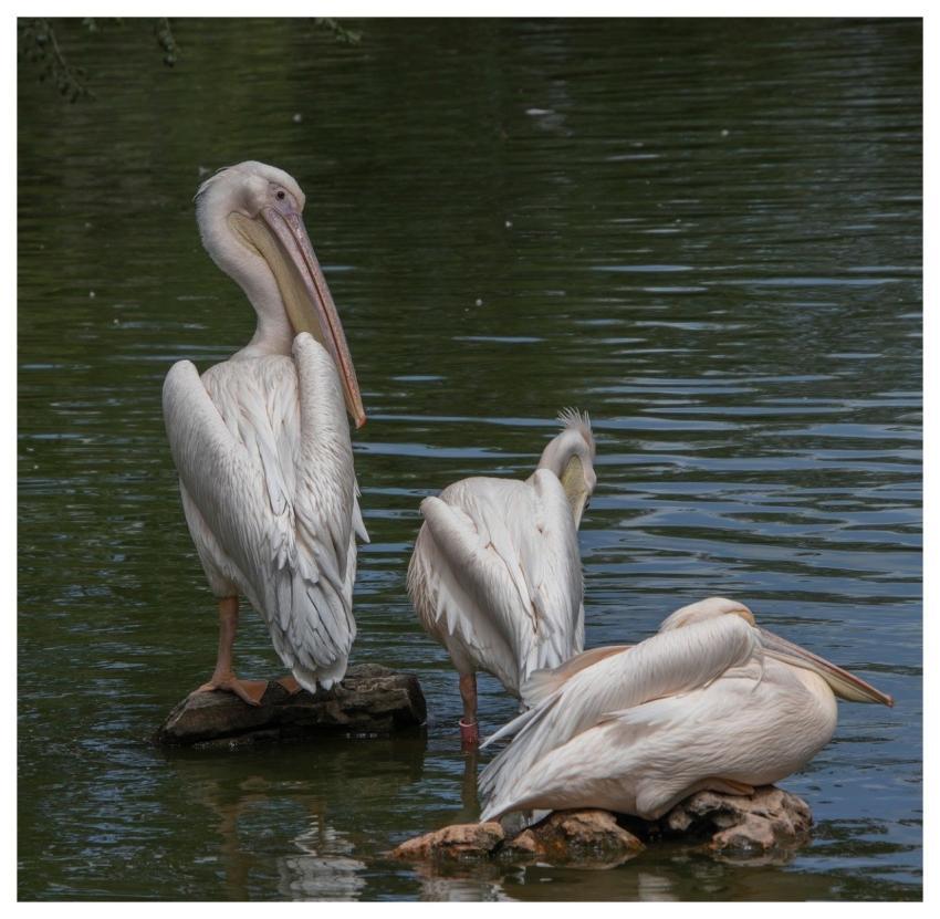 Pelican Bird Animal Plumage