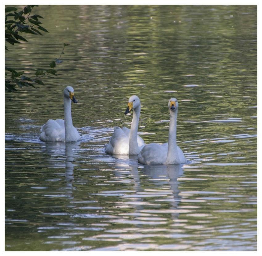 Swans Animals Waterfowls Birds