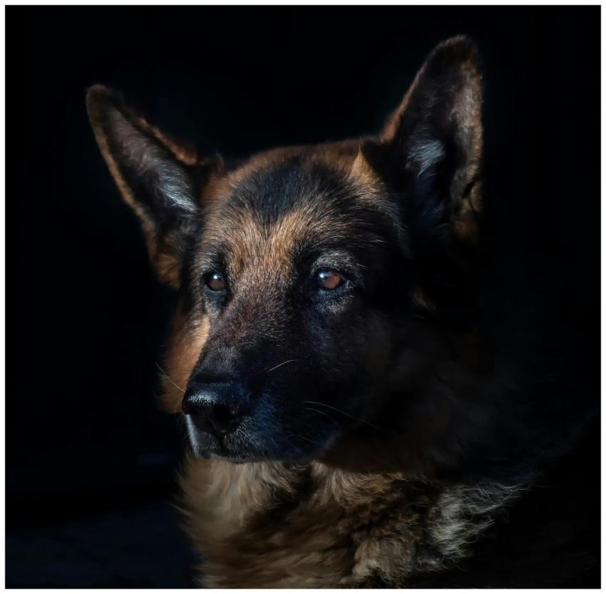 Close-up of a German Shepherd dog in dramatic ligh