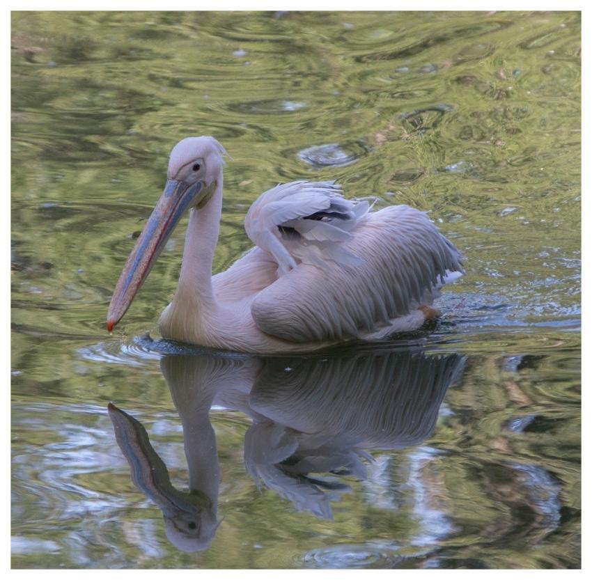 Pelican Bird Water Plumage