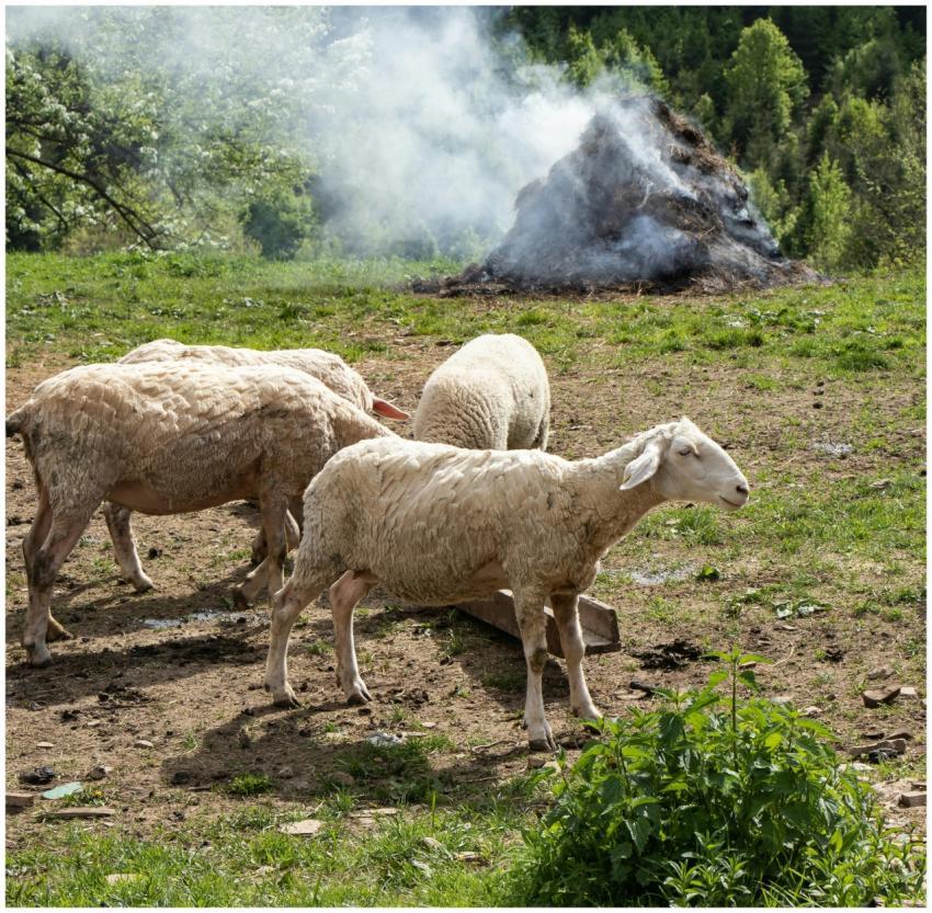 Sheep grazing in a pastoral countryside setting wi