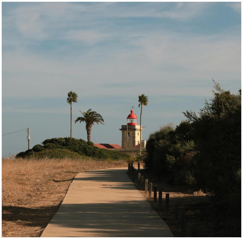 Scenic Lighthouse Palm Trees