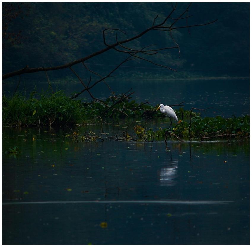 A white egret stands amidst lush vegetation in a r