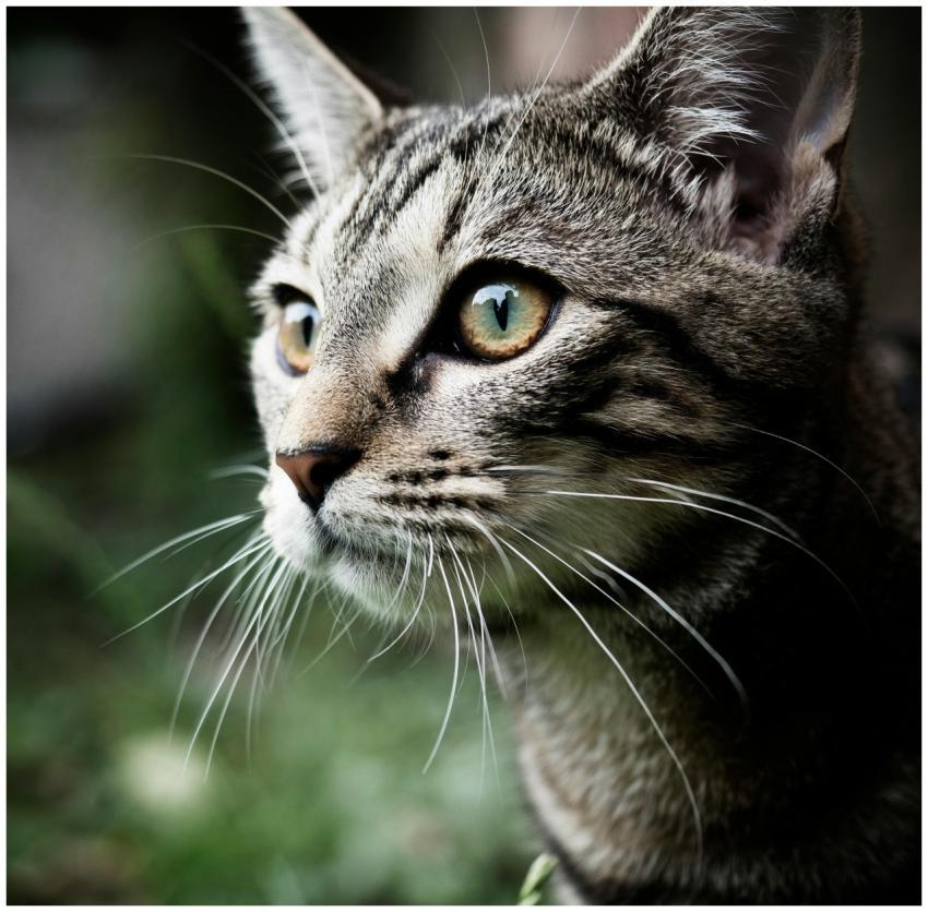 A detailed close-up of a tabby cat with striking e