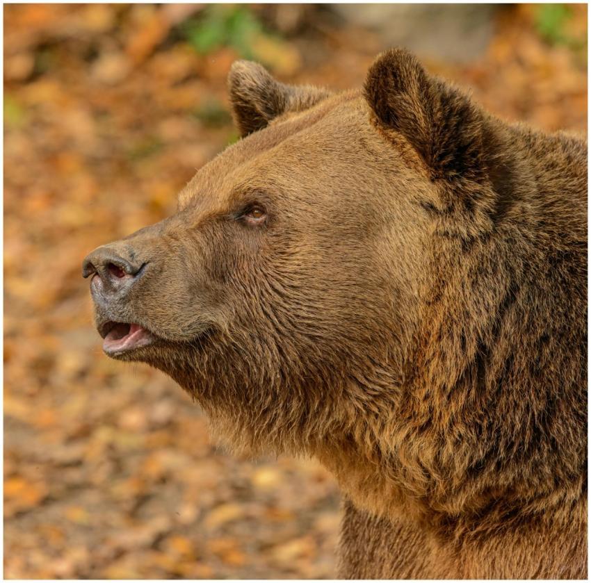 A detailed side view of a brown bear in its natura