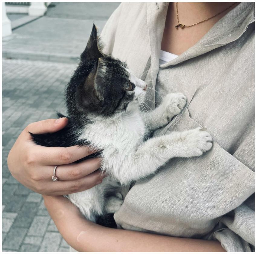 A person gently holding a cute kitten outdoors, sh
