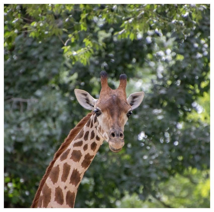 Giraffe Animal Mammal Head