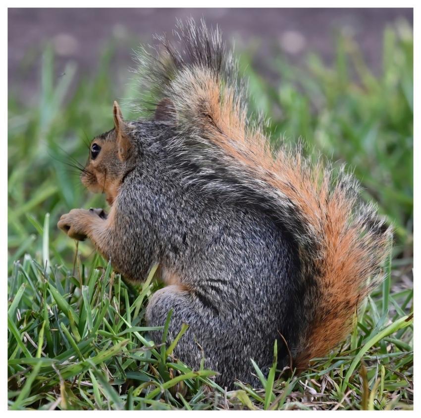 Squirrel Fox Squirrel Animal Nature