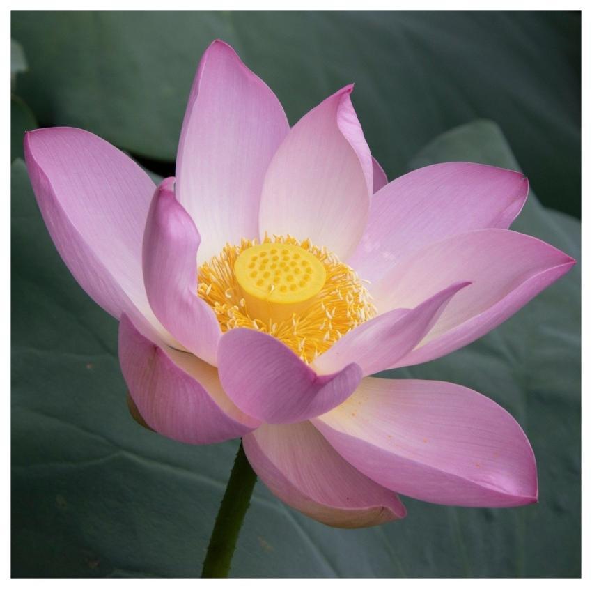 Lotus Flower Pond Plant
