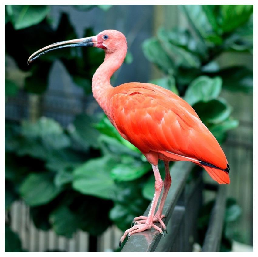Scarlet Ibis Bird Wings Feathers