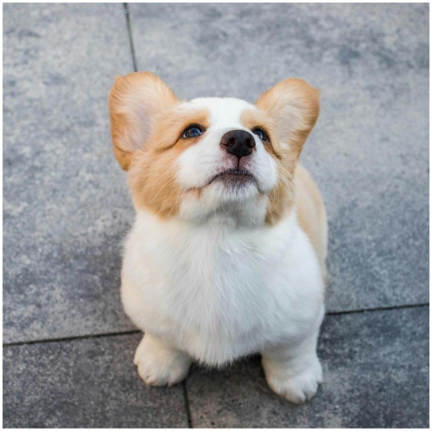 Cute Pembroke Welsh Corgi puppy looking up with cu