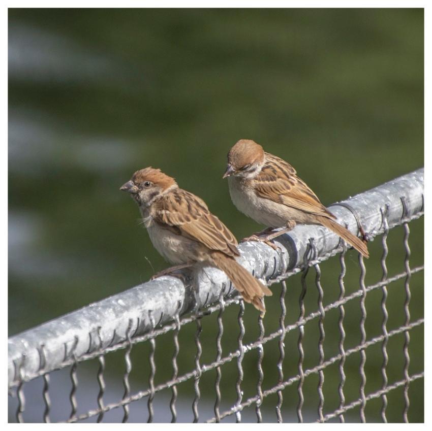 Sparrow Animals Birds Plumage