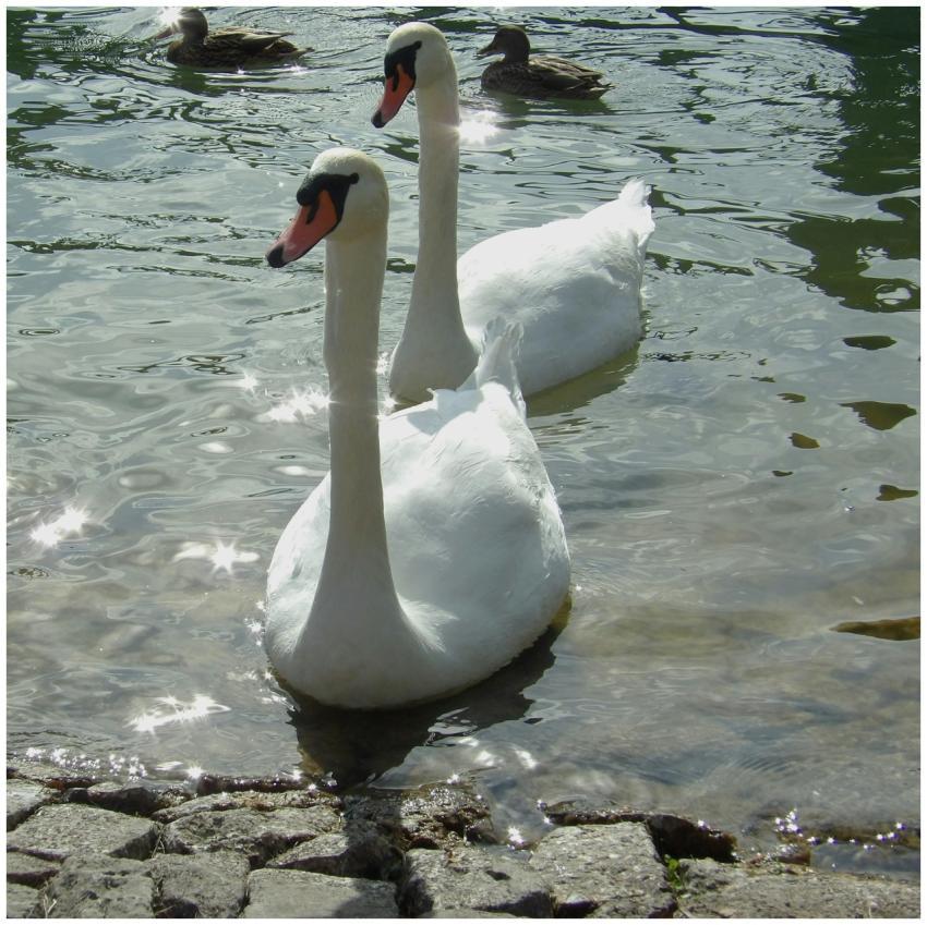 Graceful Swans Gliding Serene